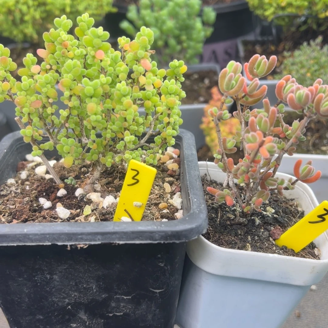 开播福利3号两颗金桔琉璃