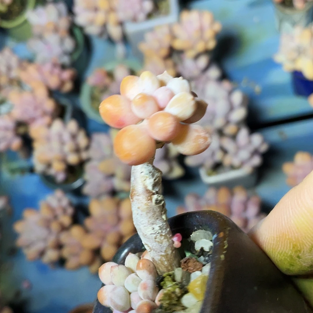 ****萌多肉植物的生长发育和生长发育都是