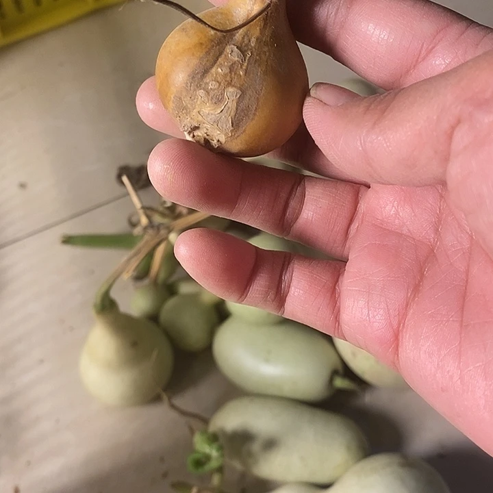 美***嗷青皮葫芦手把件葫芦