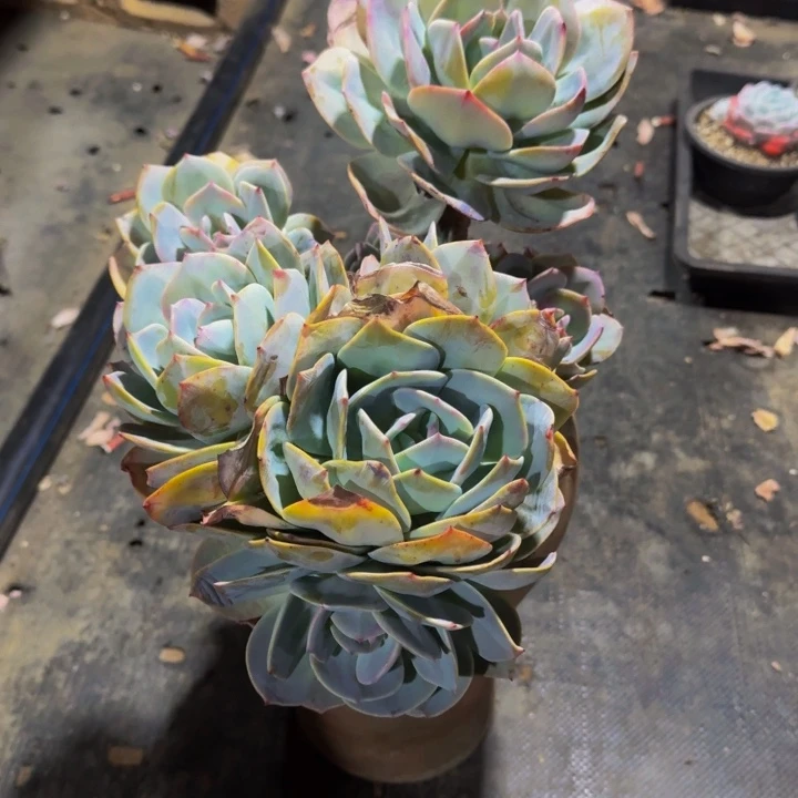 坚**底白凤朵朵缀零度不包损