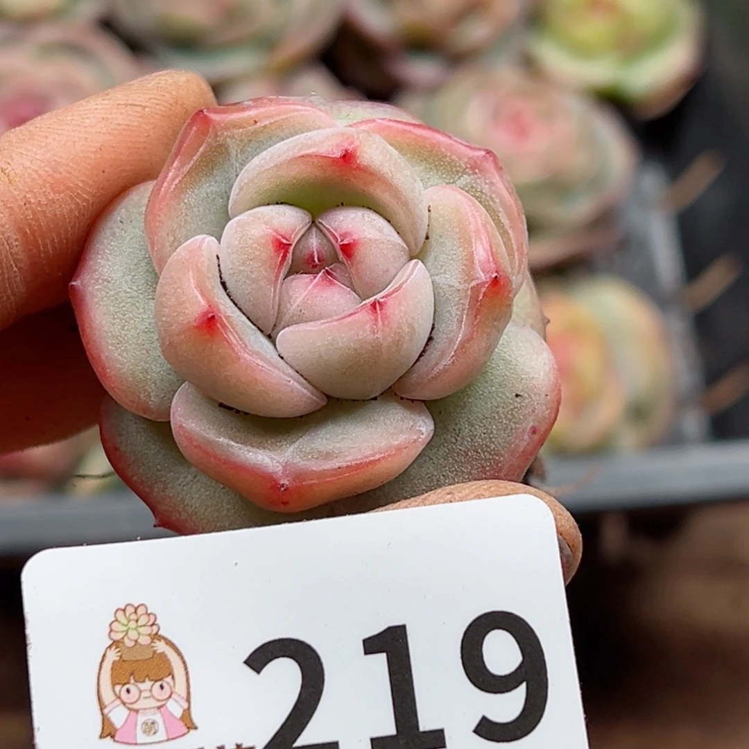 奶****葵多肉植物多肉植物