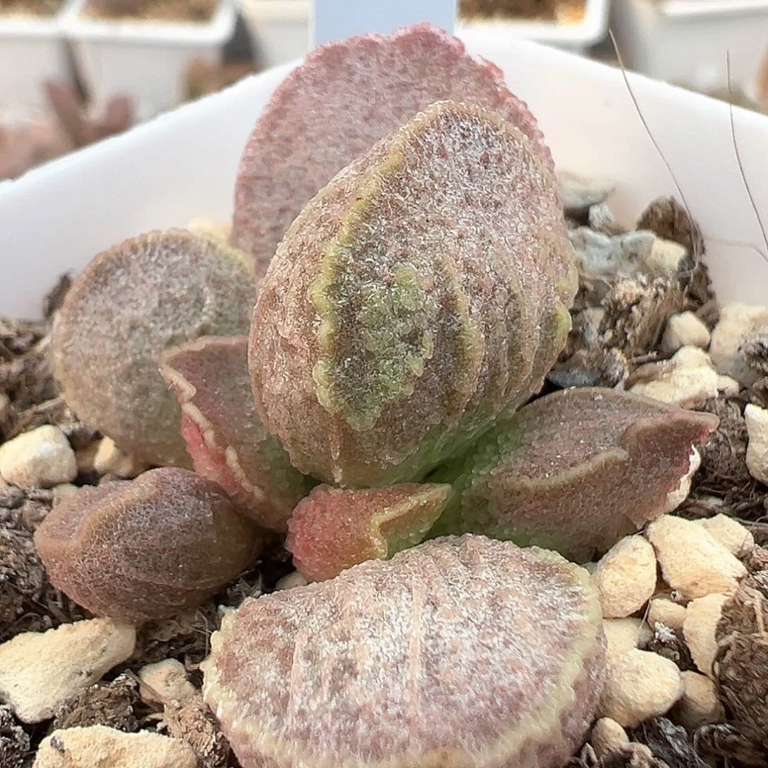 茶 粉色银霜款实生