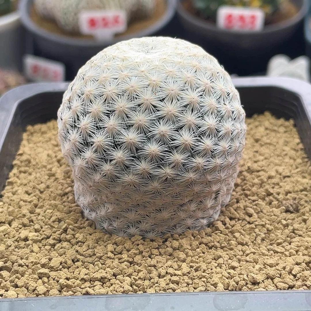 大玉白鸟仙人球多肉