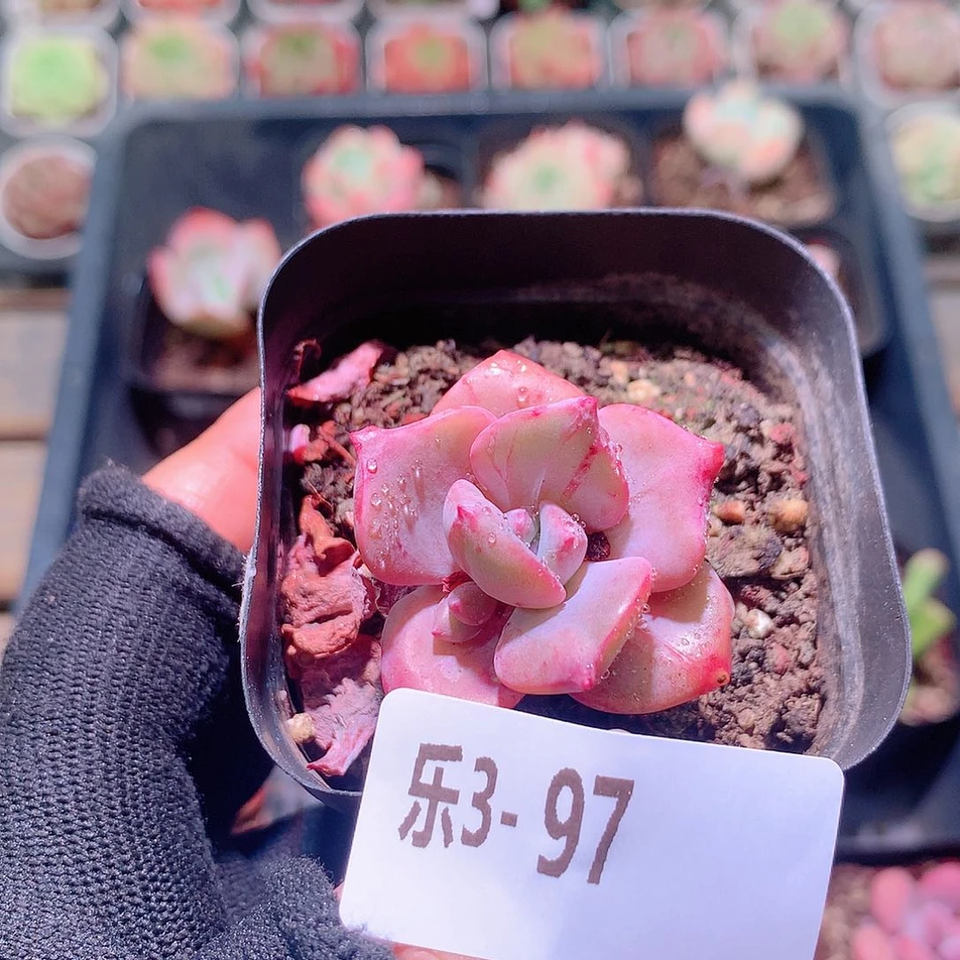 乐然3-97 彩虹糖