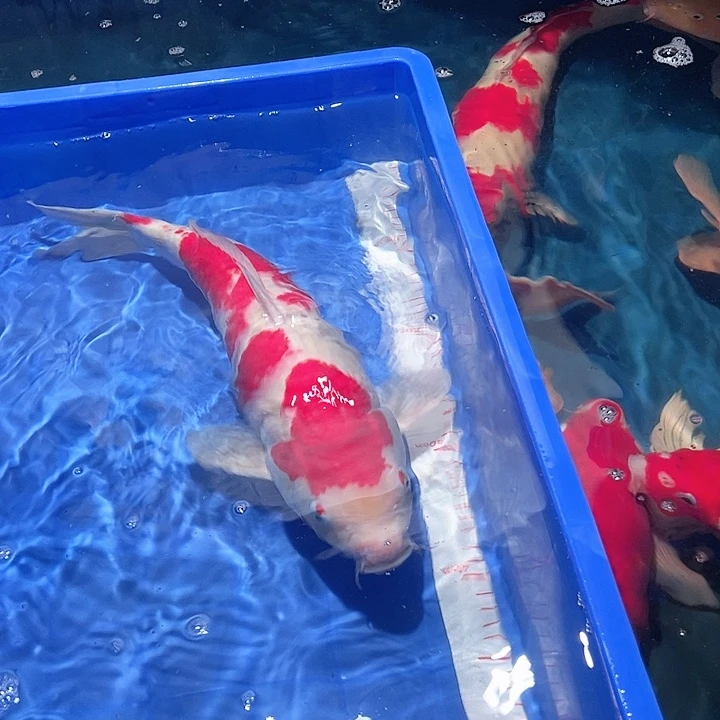 先***生海水鱼漂亮的锦鲤精品一尾