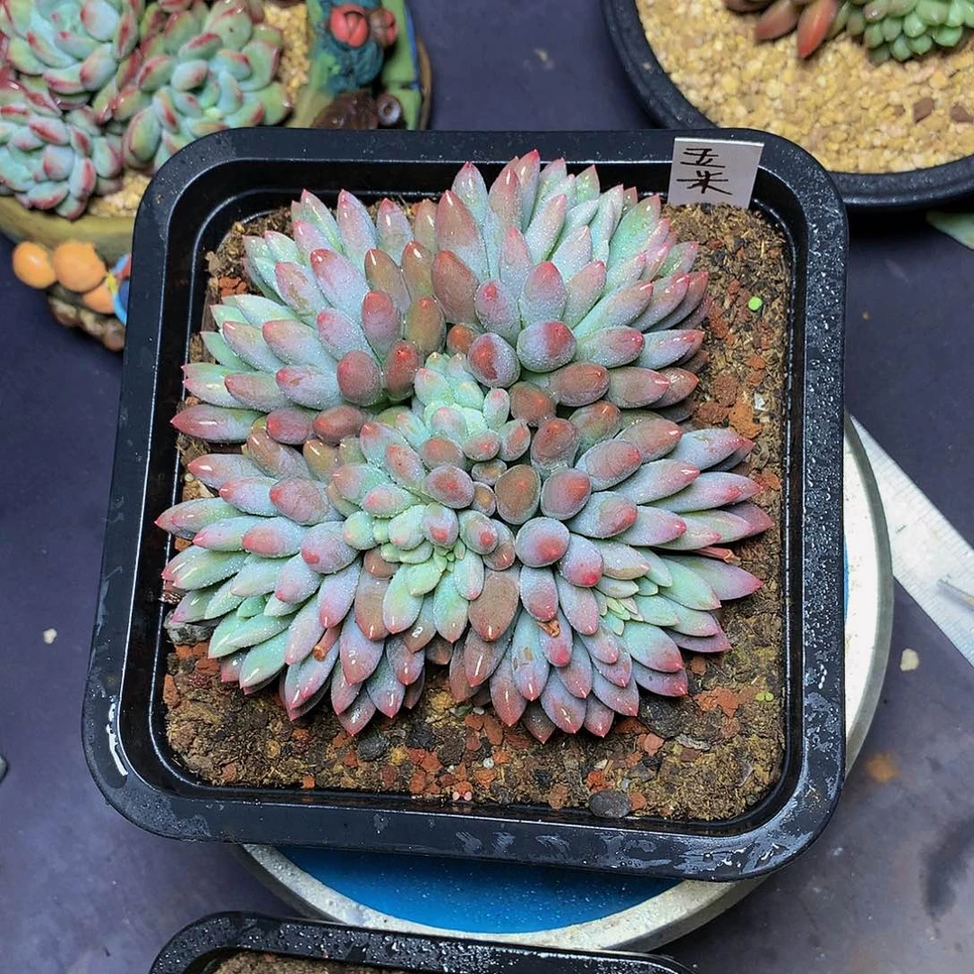 玉*哈哈哈哈哈哈哈哈