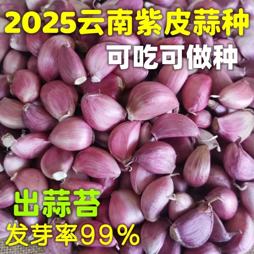 云南老品种紫皮大蒜可吃可种蒜瓣蒜香浓郁辛辣十足蒜种泡蒜