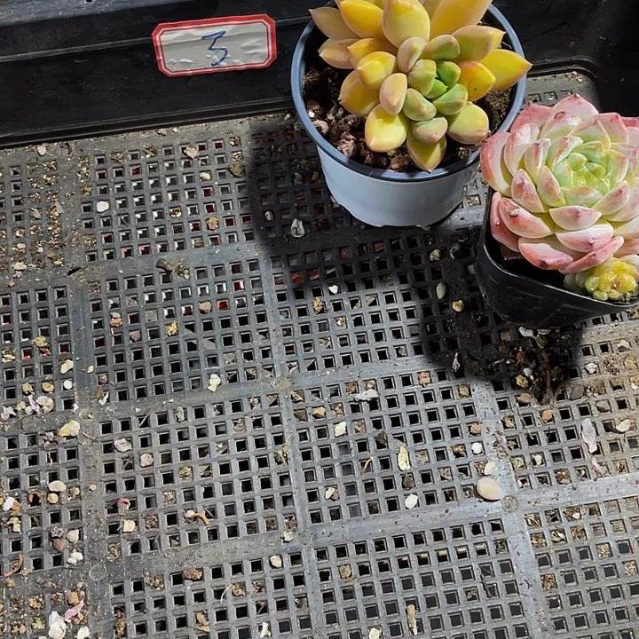 墨***南3号筐带盆土发货俩盆