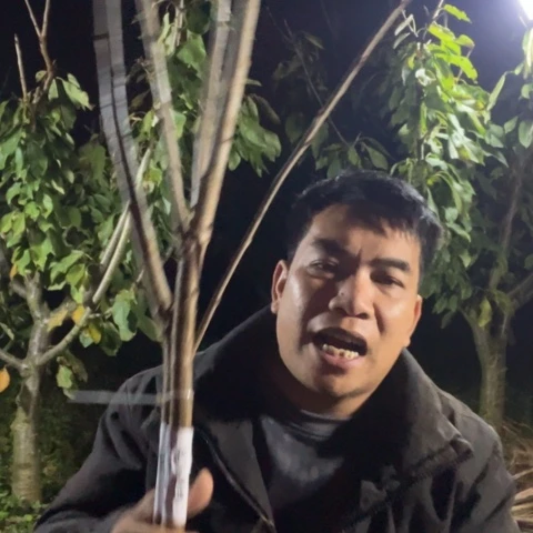 当前无花栽培后可以开花75