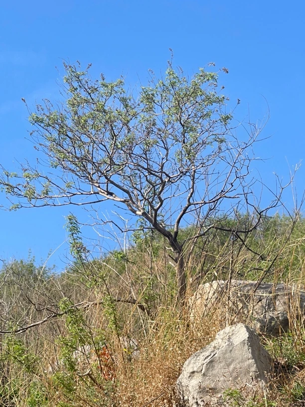 精品黄荆蚂蝗枸骨树来自金山的馈赠特殊商品不退不换亮晶杨梅树