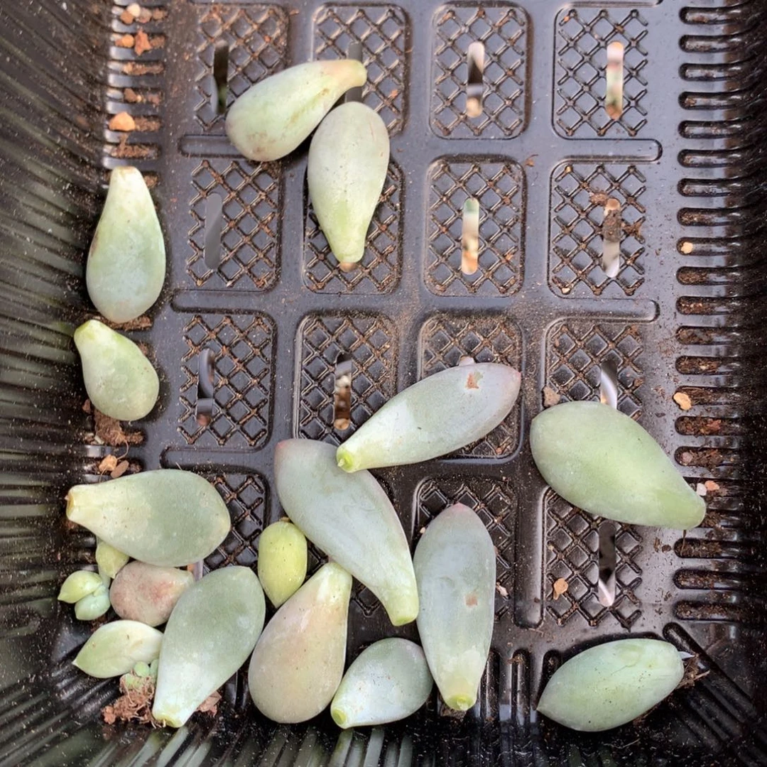 韩国彩虹奶奶酪多肉