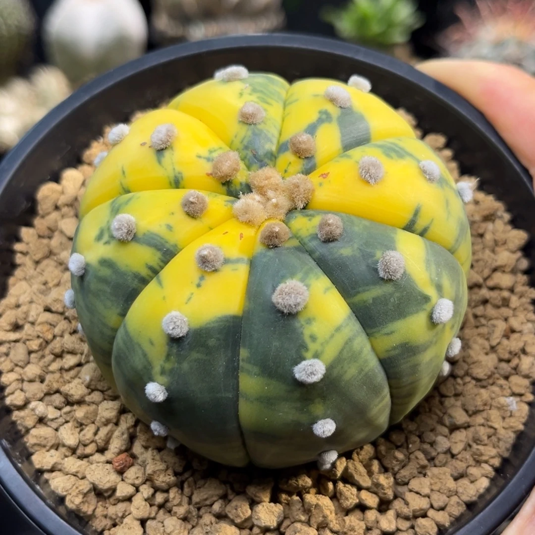 兜锦Zzzzzzzzzzzzz