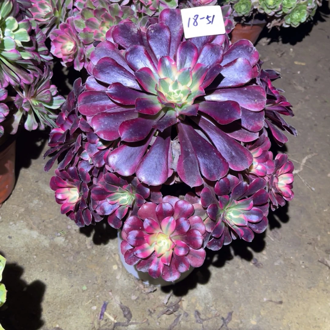 12-18-51美杜莎法师锦