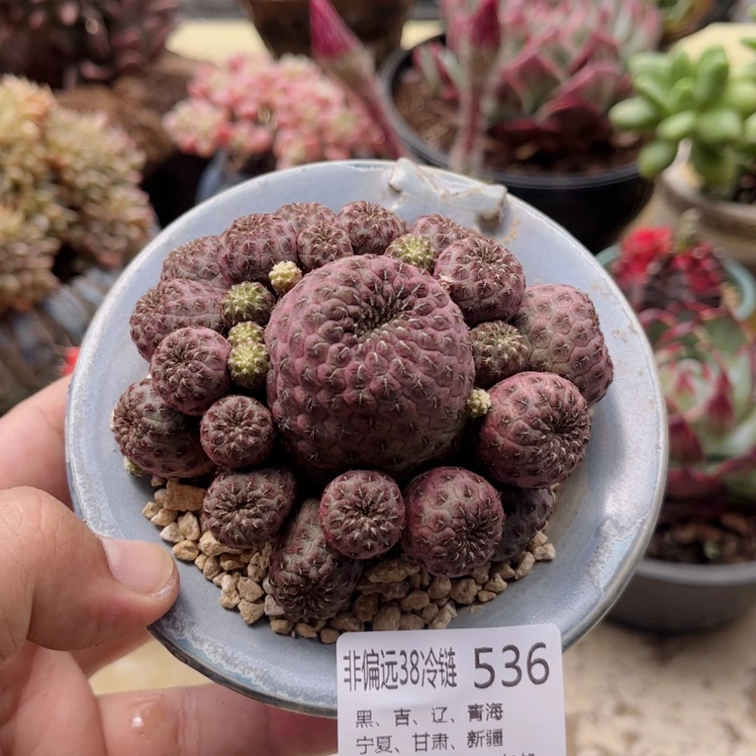 536紫丸丽德华多肉