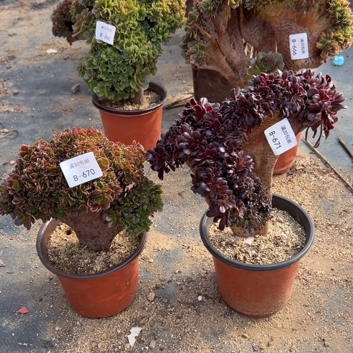 670  671 玫瑰 欧紫公2棵