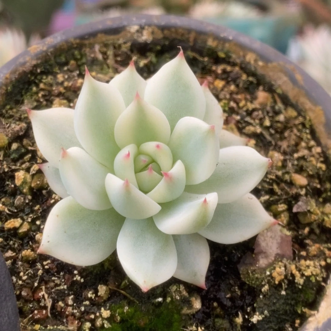 102吉娃娃5公分宽锦锦锦锦