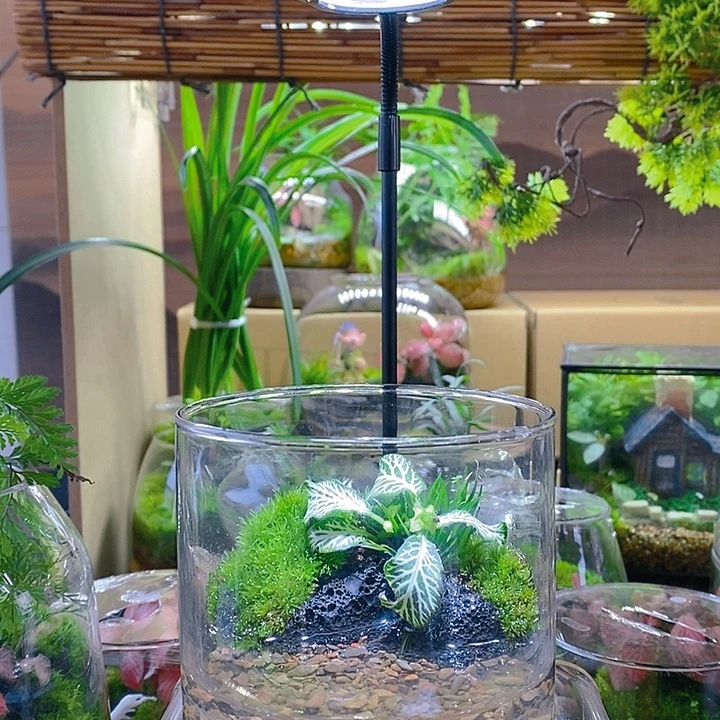 无花朵方寸之间微景观