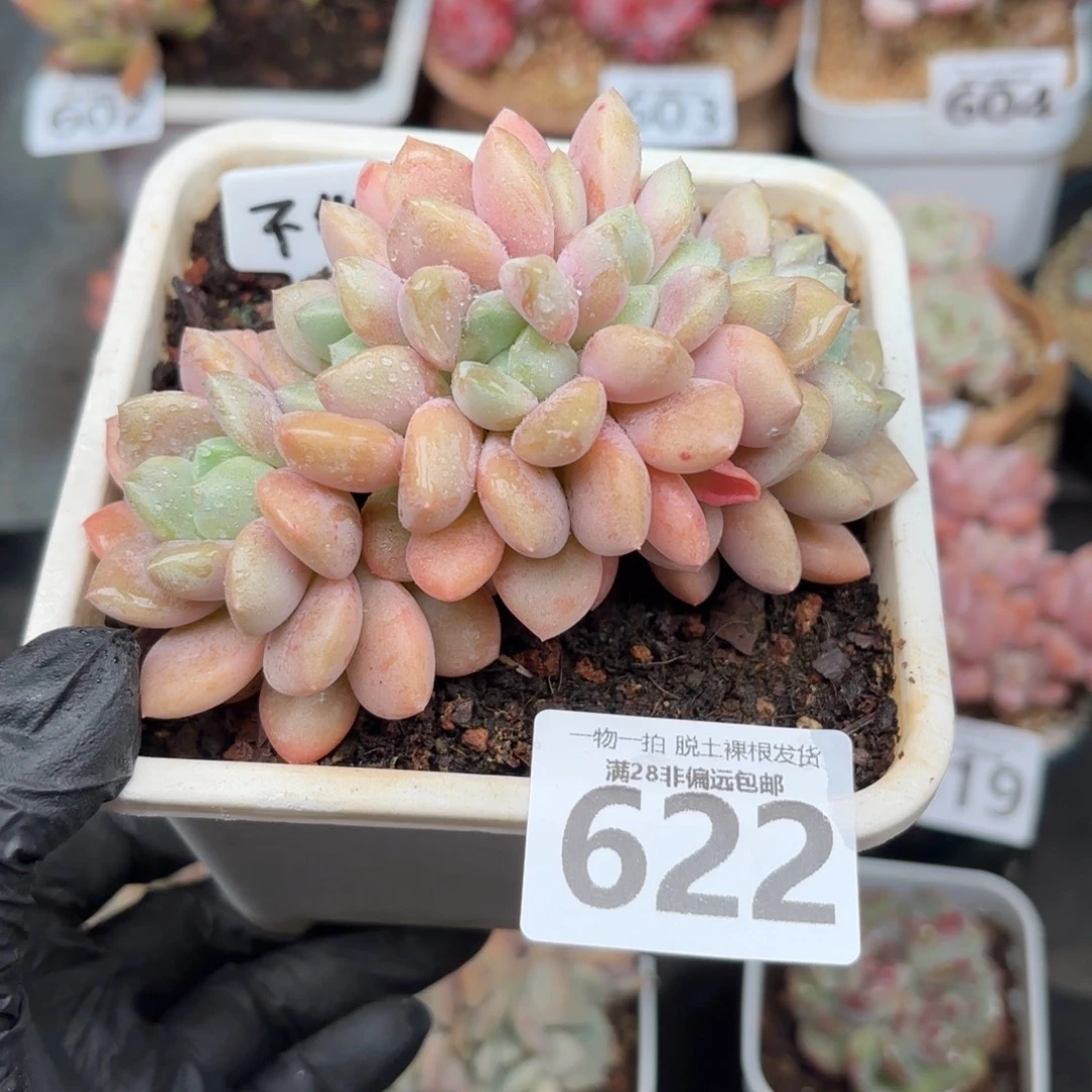 洛神缀无盆土发货