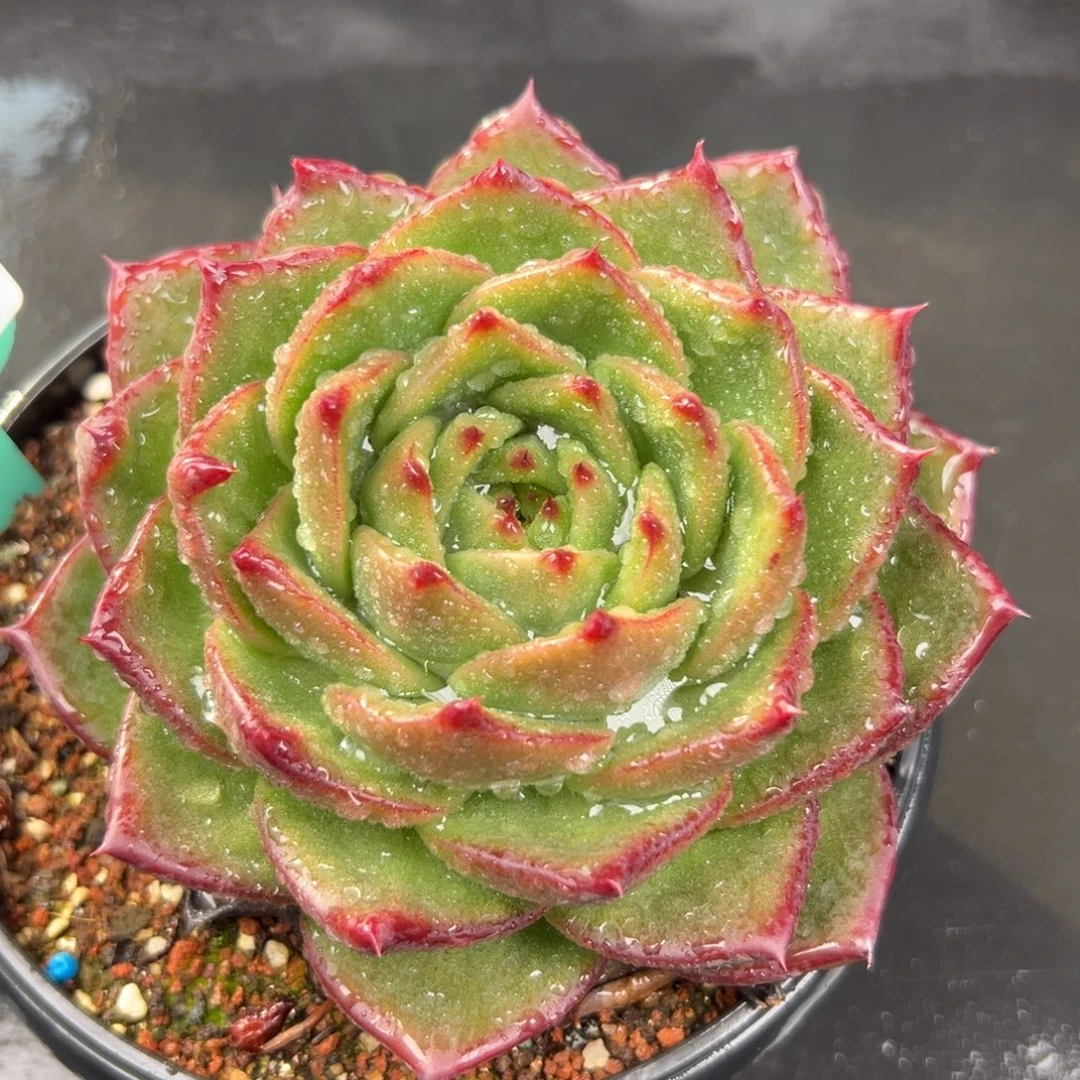 从前慢花园多肉编号1207-284