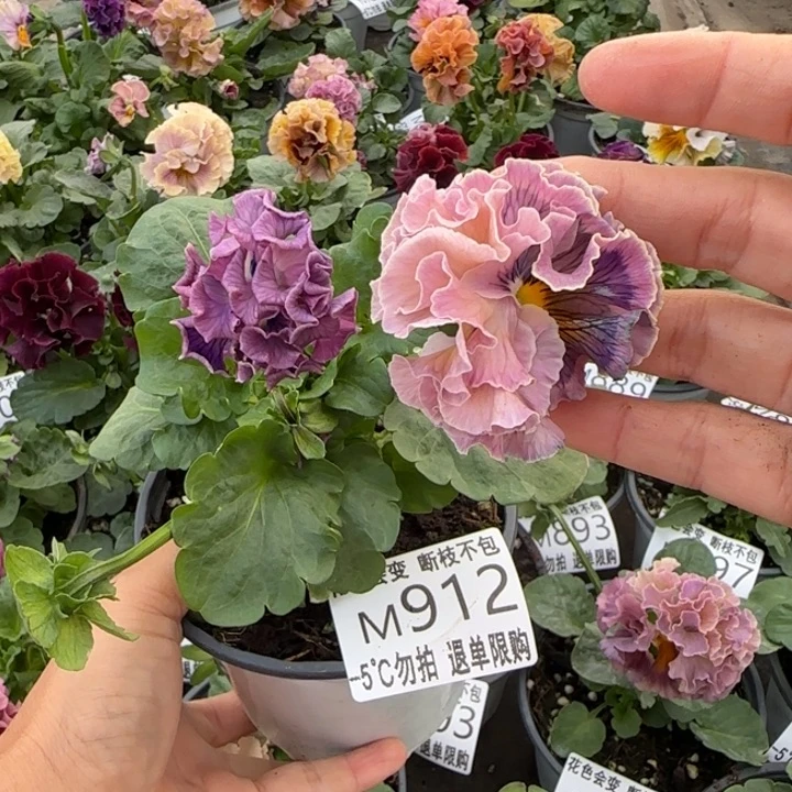 无花朵M912小苗默认苗晃零下5勿拍