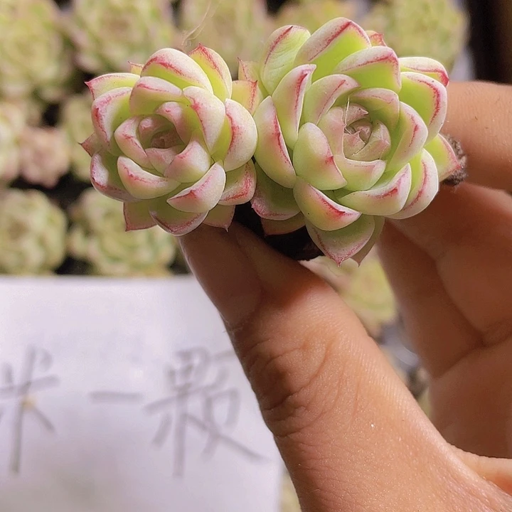 56精品红女王2颗一组