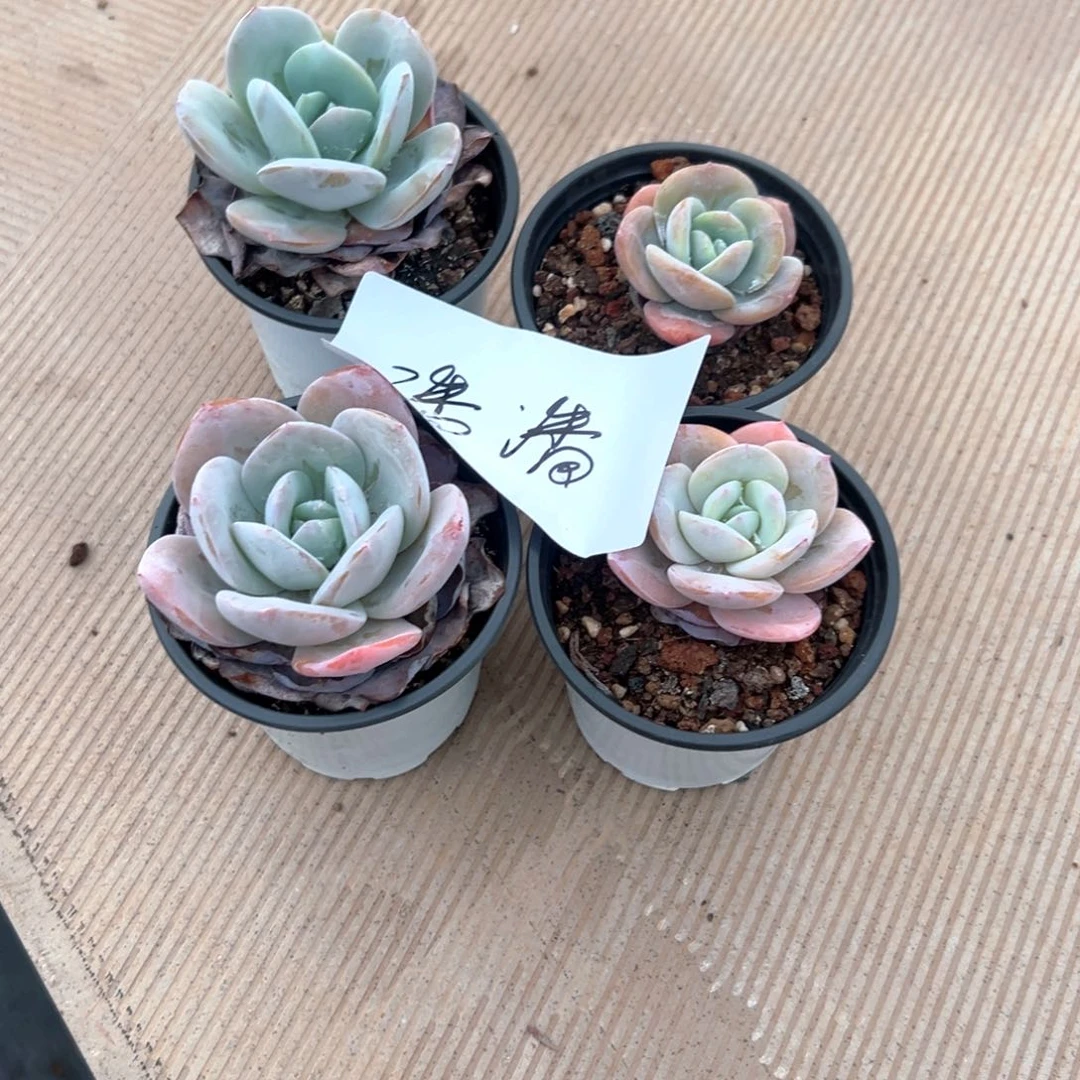 潘*?奶茶 潘潘 一物一拍