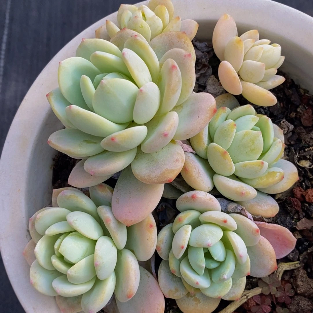 冷香整桩160杯多肉