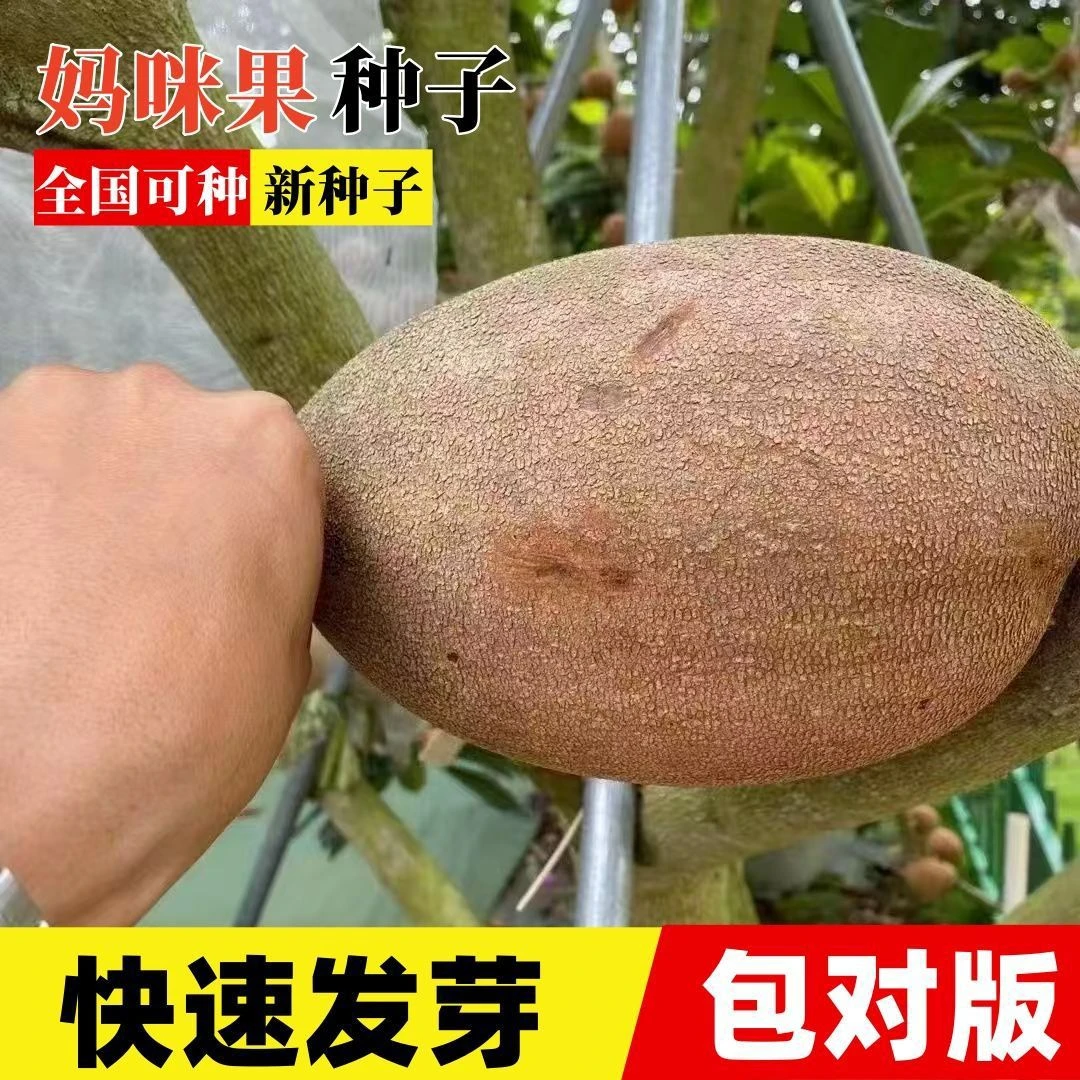 【妈咪果种子】马加纳妈咪种子四季全国种植盆栽庭院阳台种子SY