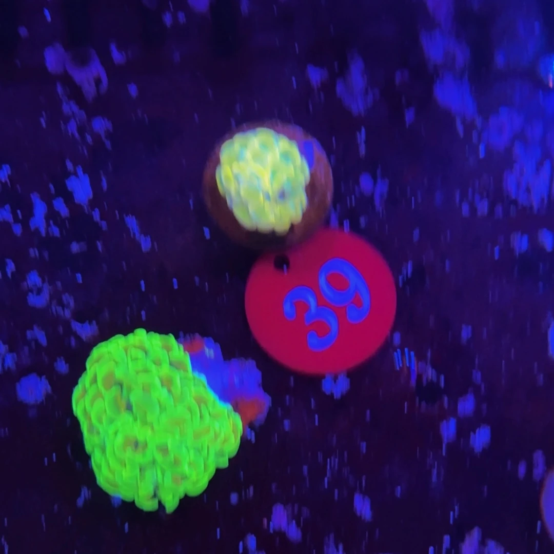 万鱼来朝海水观赏