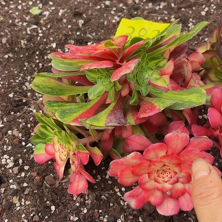 多肉植物福利382种