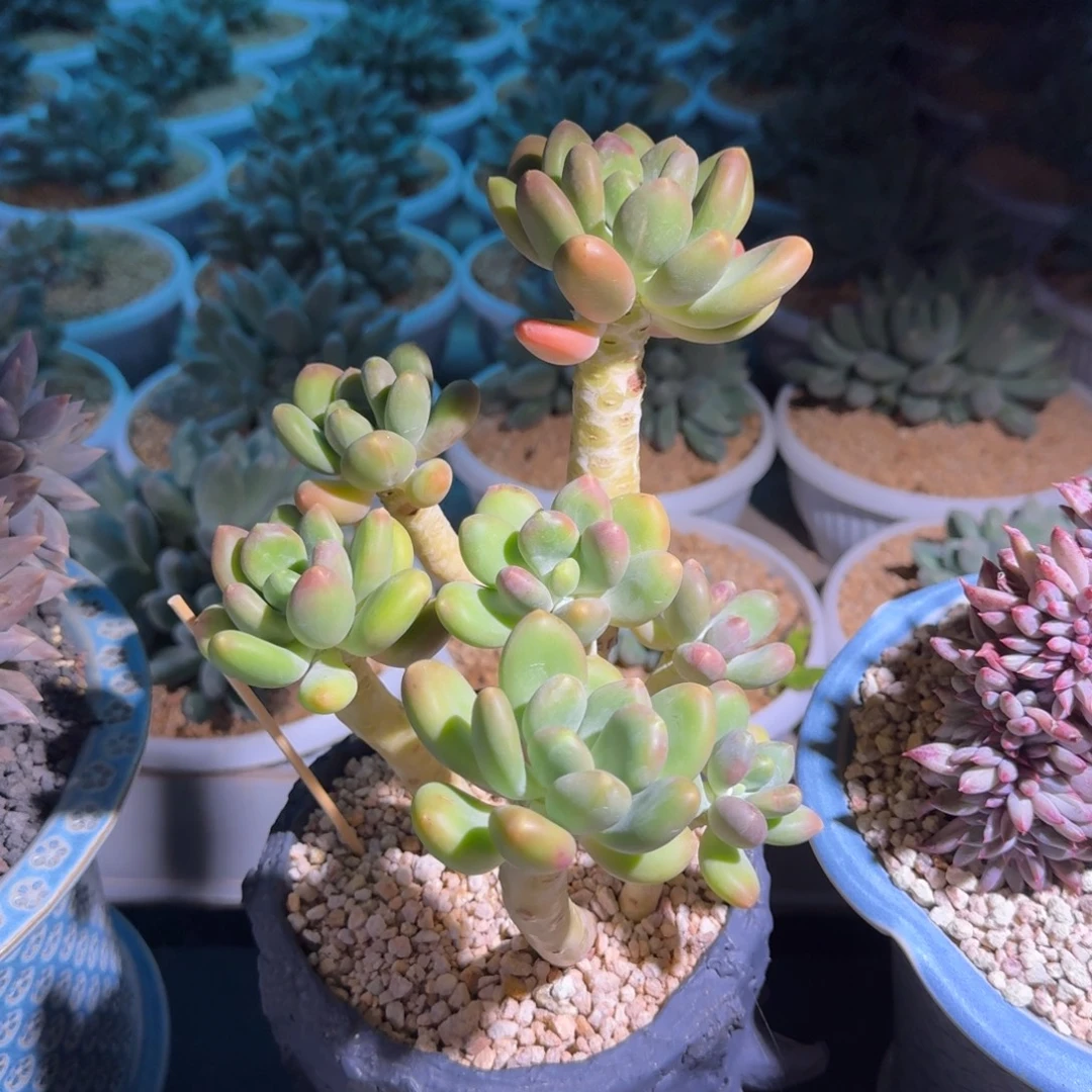 潘多拉 7头 一物一拍