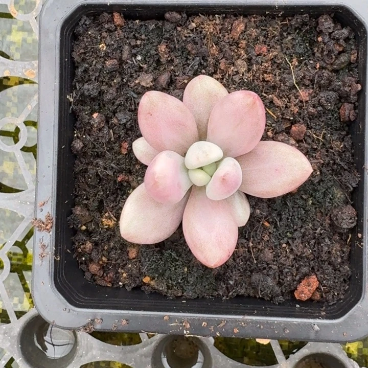 桃花源锦一物一拍