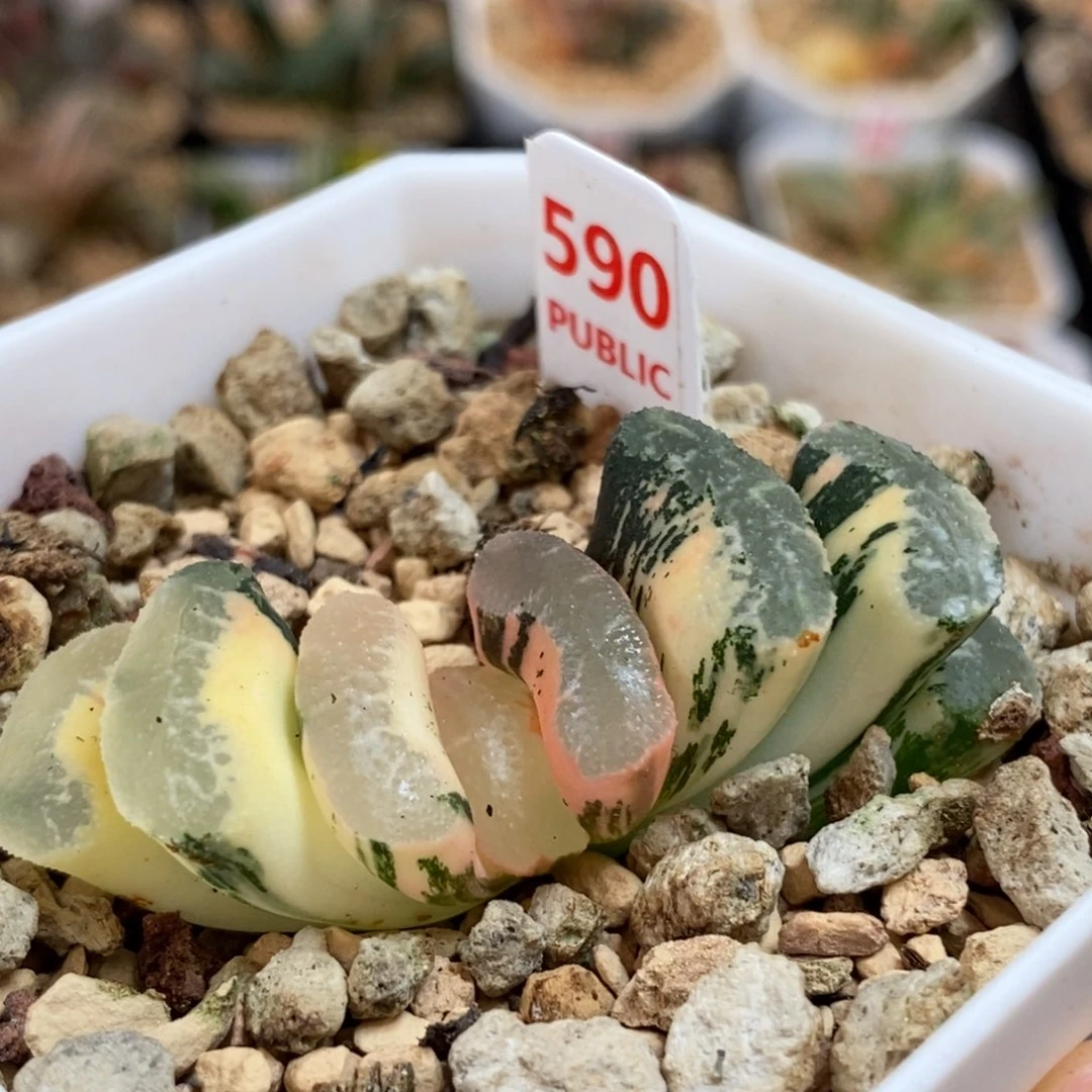 590浮藻玉扇多肉植物