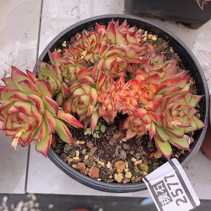 东云杂朵朵缀2577多肉植物