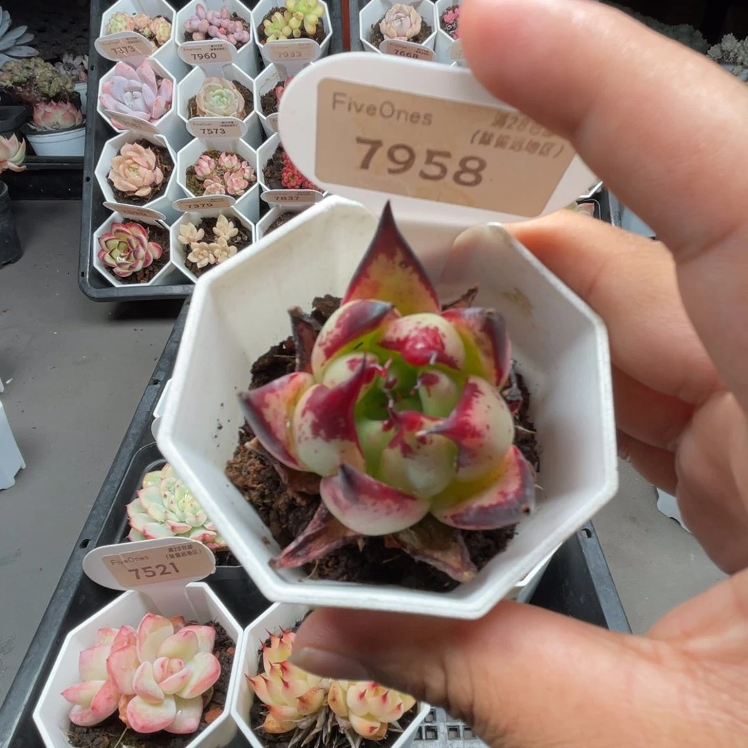 7958乌木4.5厘米
