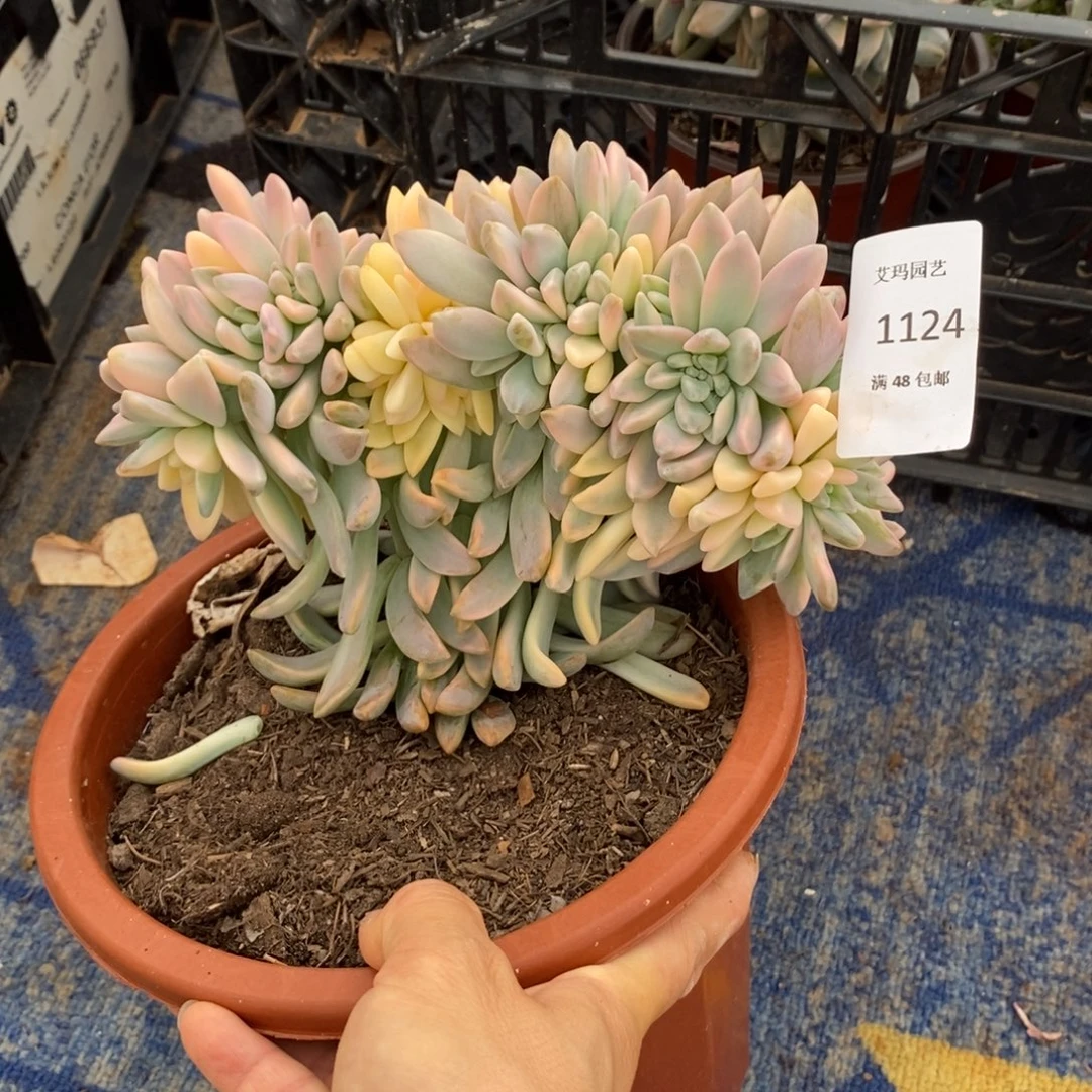 淡雪锦缀化多肉多肉1124