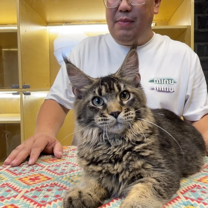 正八字开脸阴阳眼缅因粽虎无纹公