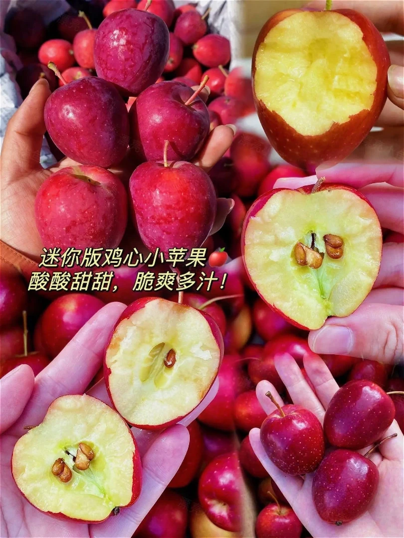 东北鸡心果新鲜采摘甜脆多汁产地直销果园直发