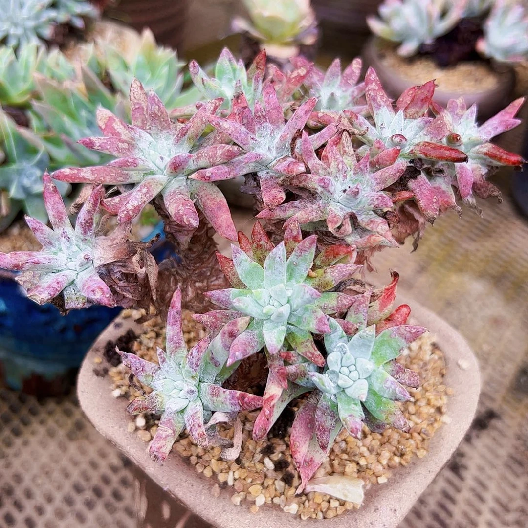 1840海瑟白菊仙女杯