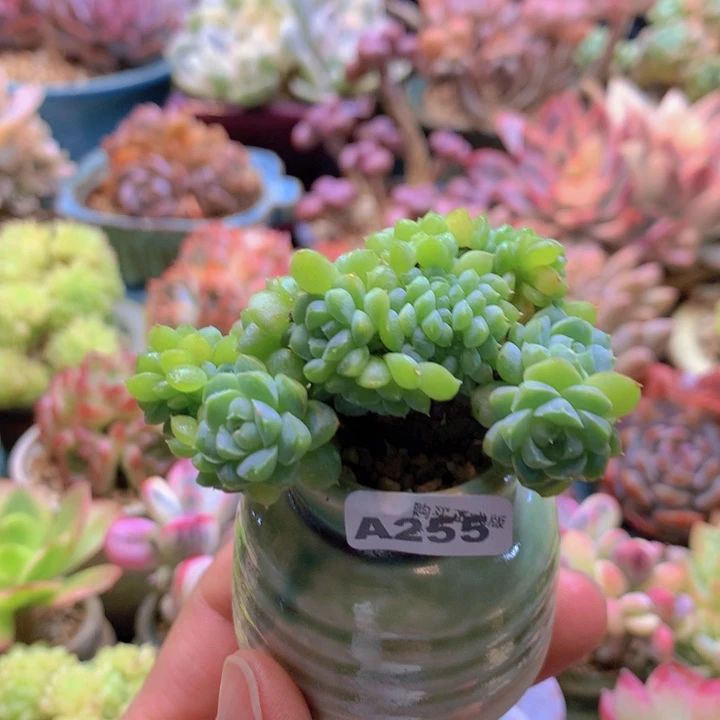 一物一拍含盆土满38包邮A255