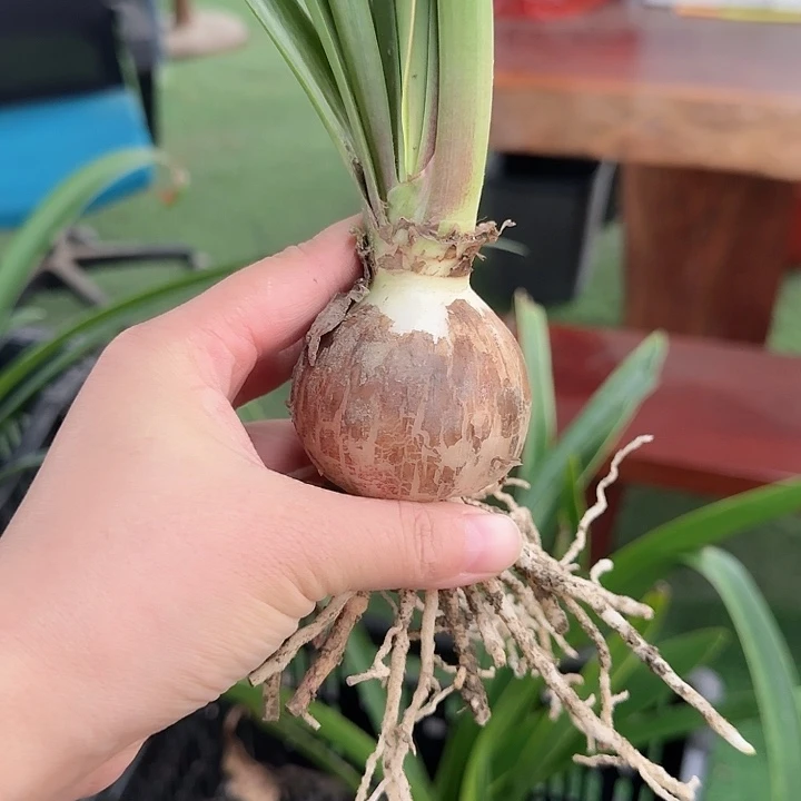 缤纷世界直径5+基地球