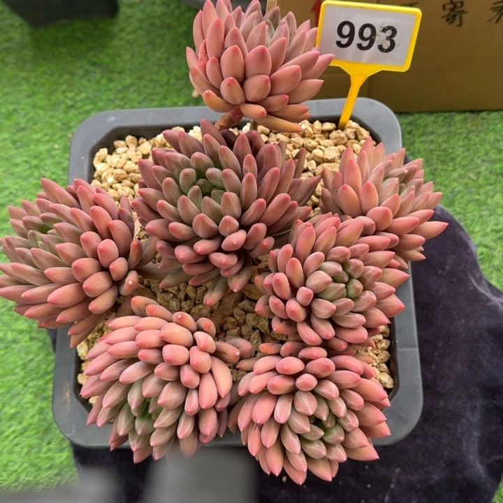 多肉植物红蜻蜓群993