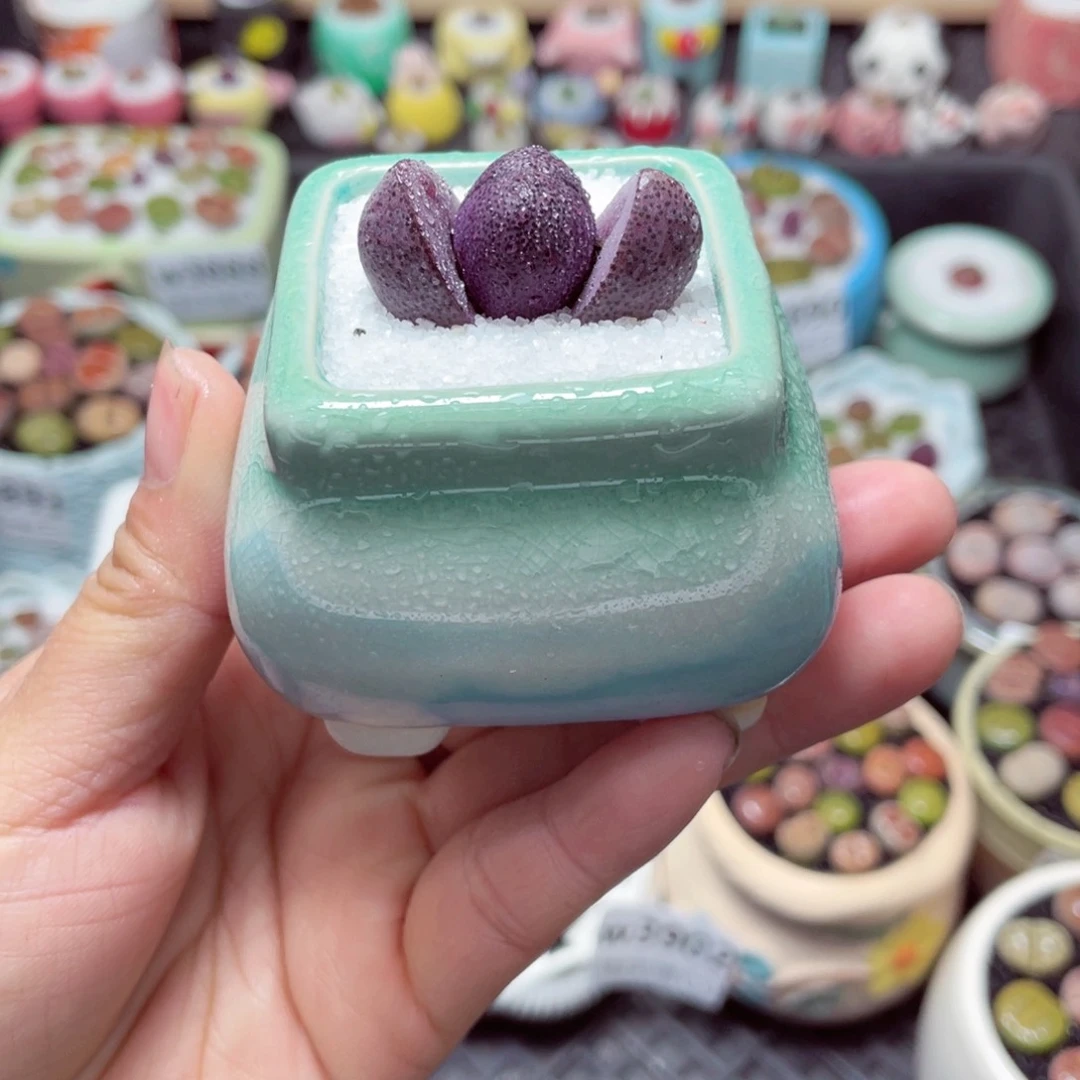 w3906 带盆土发货-零下地区拍保温箱