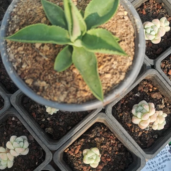 原始绿荷精品龙舌兰