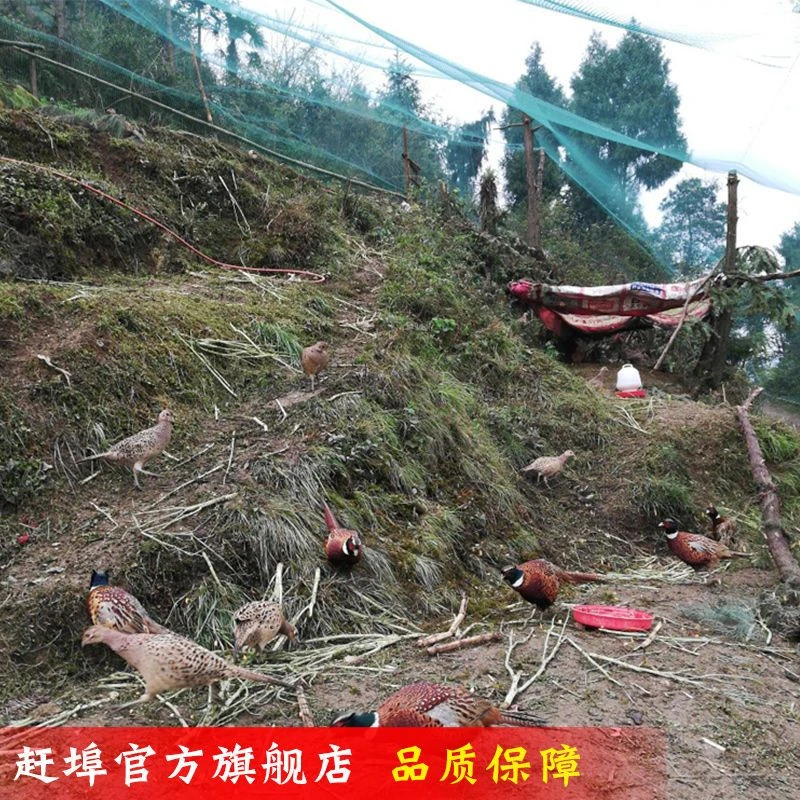 家禽养殖网养山鸡网养鸡网尼龙网护栏防鸟网小鸡围网养鸭网爬藤网