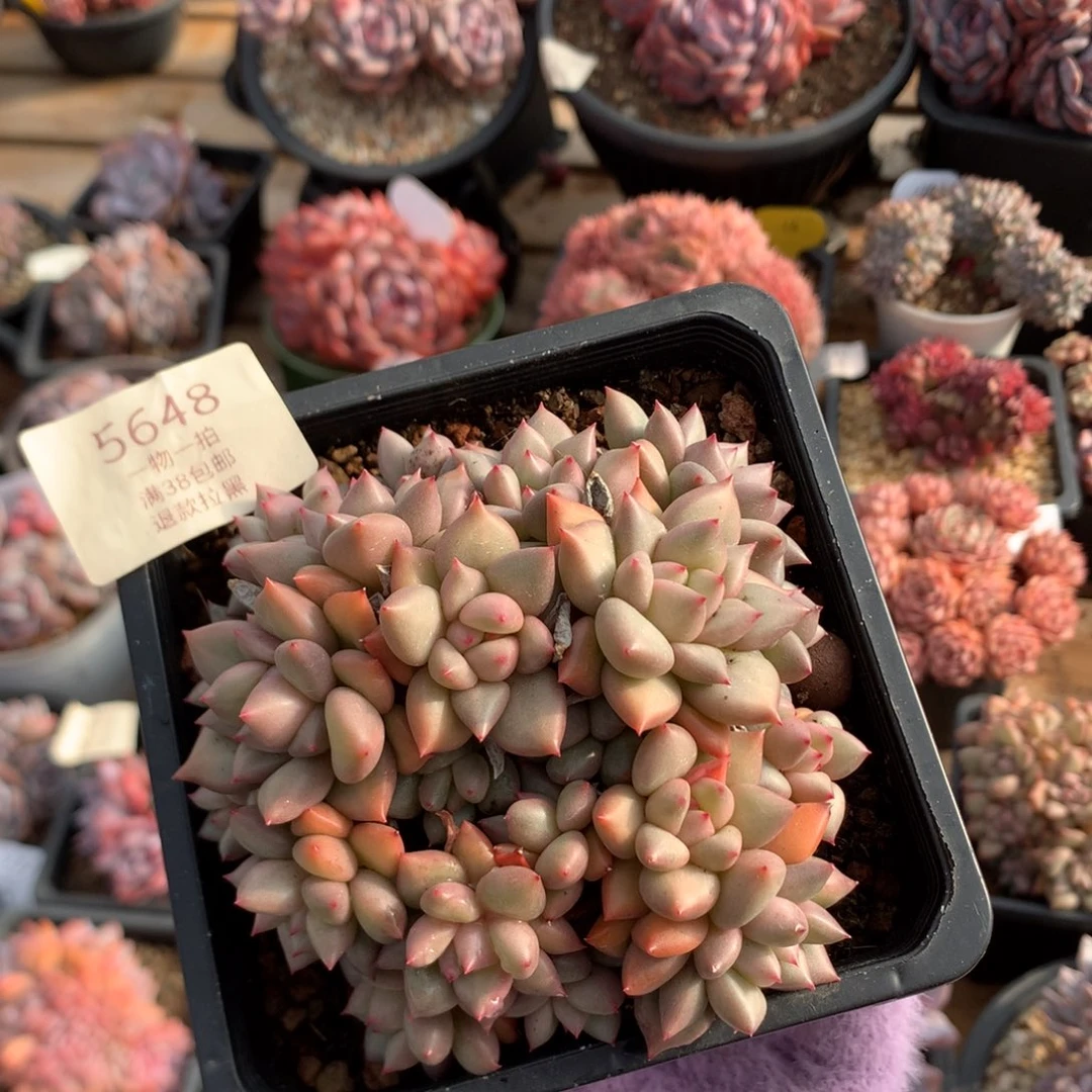 10厘米20头黄金象牙 无砍 5648