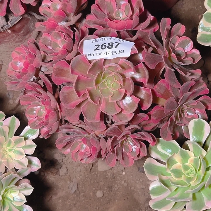 2687爱神多肉植物保护
