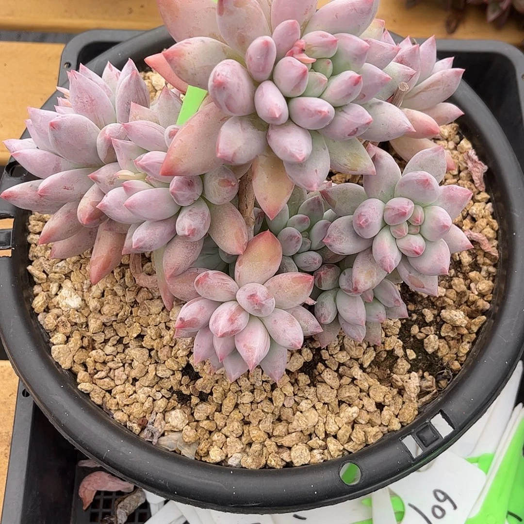 巴***妈2所罗门。