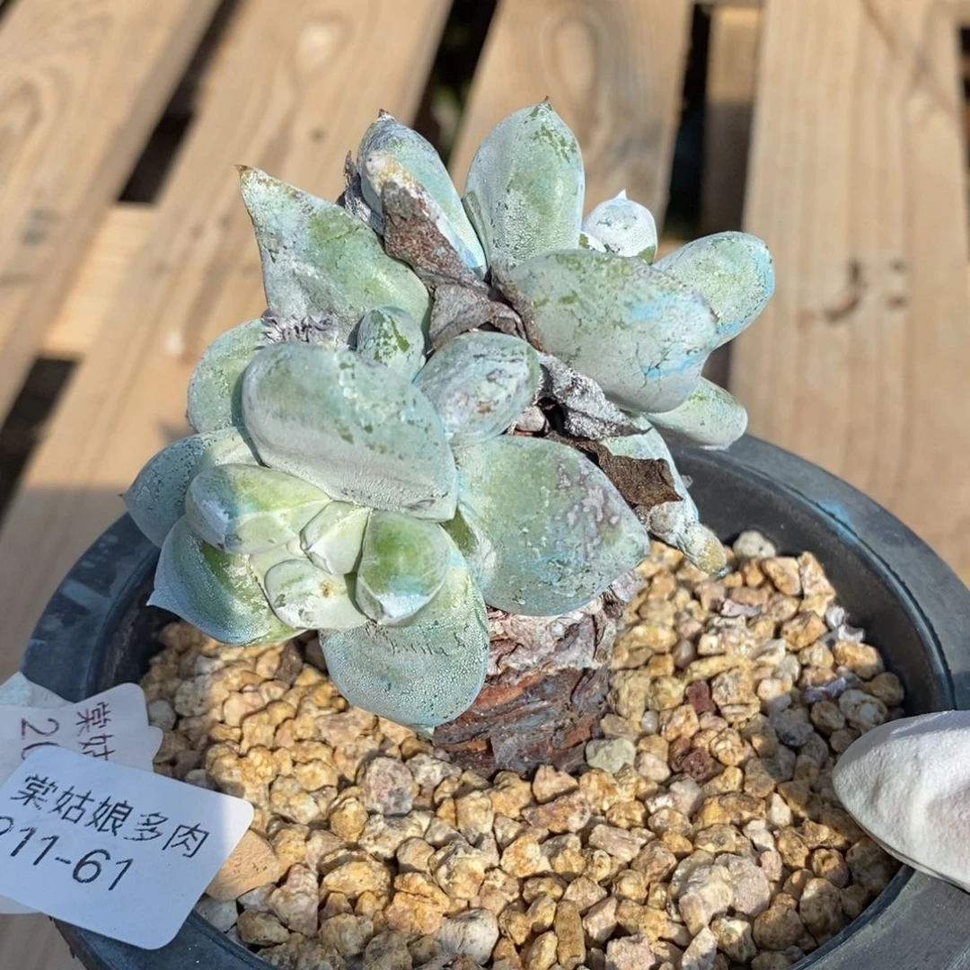 61号圆脸拇指丸叶