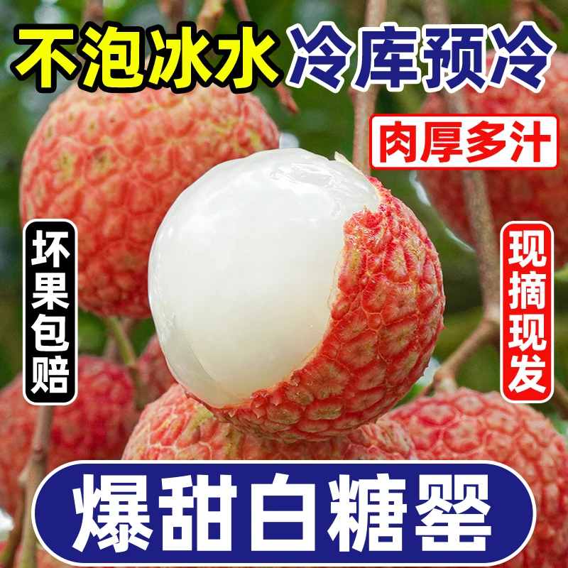 【顺丰包邮】广东茂名白糖罂荔枝5斤精选老树果新鲜现摘DR